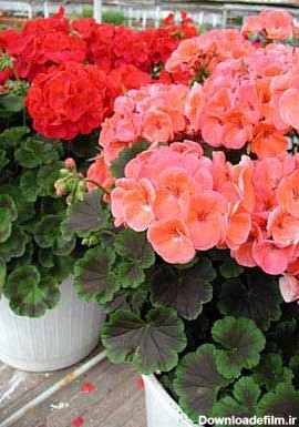 گل شمعدانی | آموزش نگهداری و پرورش گل شمعدانی این گل زیبا و مقاوم