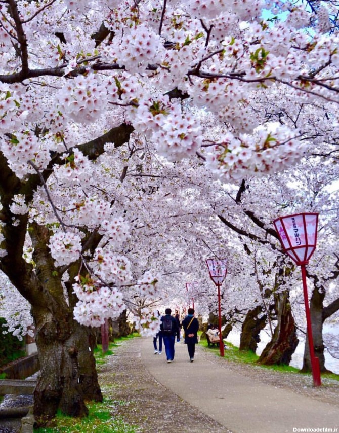 عکس پارک‌های پر گل ژاپن - جهان نيوز