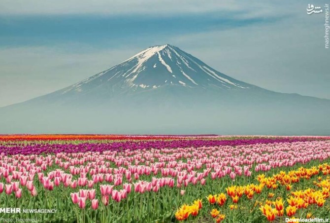 عکس/ روزهای زیبای بهاری در کشورهای مختلف - حلقه وصل