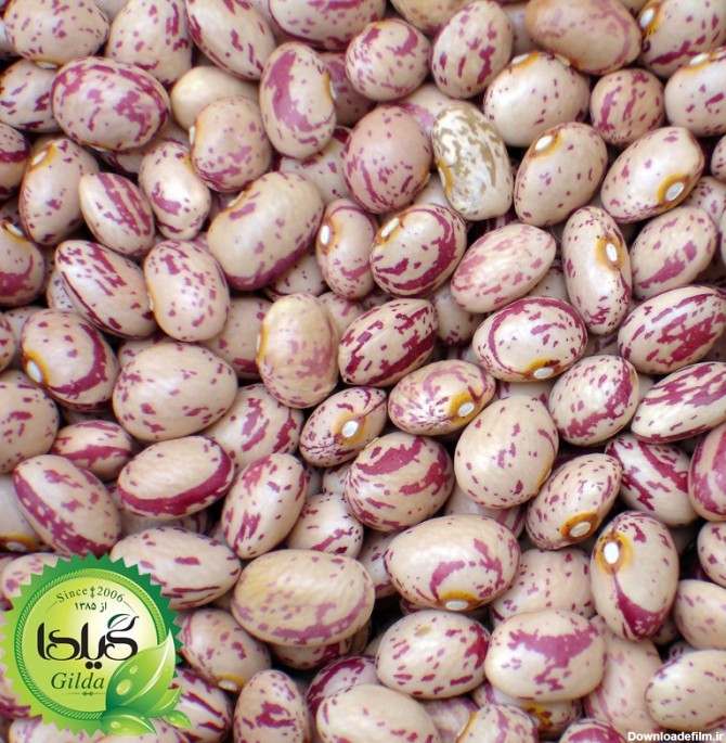 قیمت و خرید بذر لوبیا چیتی گیلدا کد 253