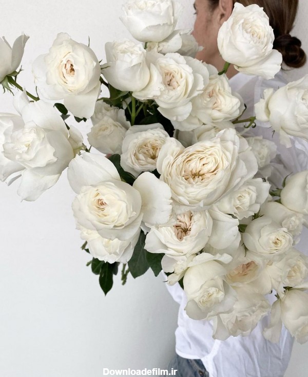 عکس گل های رز سفید و زیبا با کیفیت بالا
