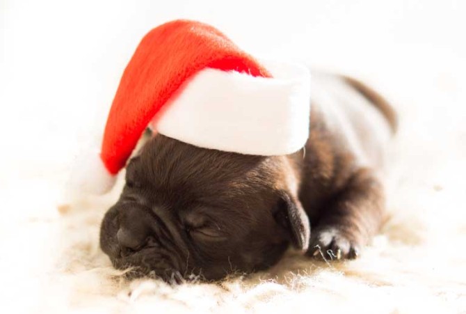 دانلود تصویر توله سگ با کلاه کریسمس