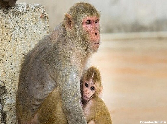عکس میمون ها بچه