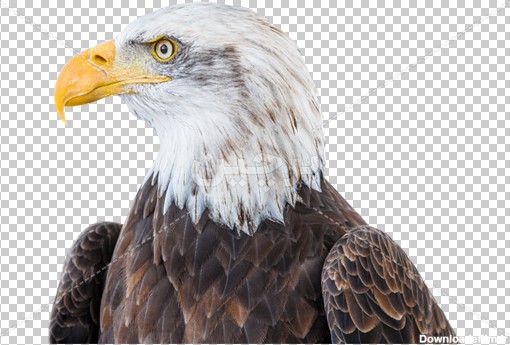 عکس png عقاب با سر سفید | بُرچین – تصاویر دوربری شده، فایل ...