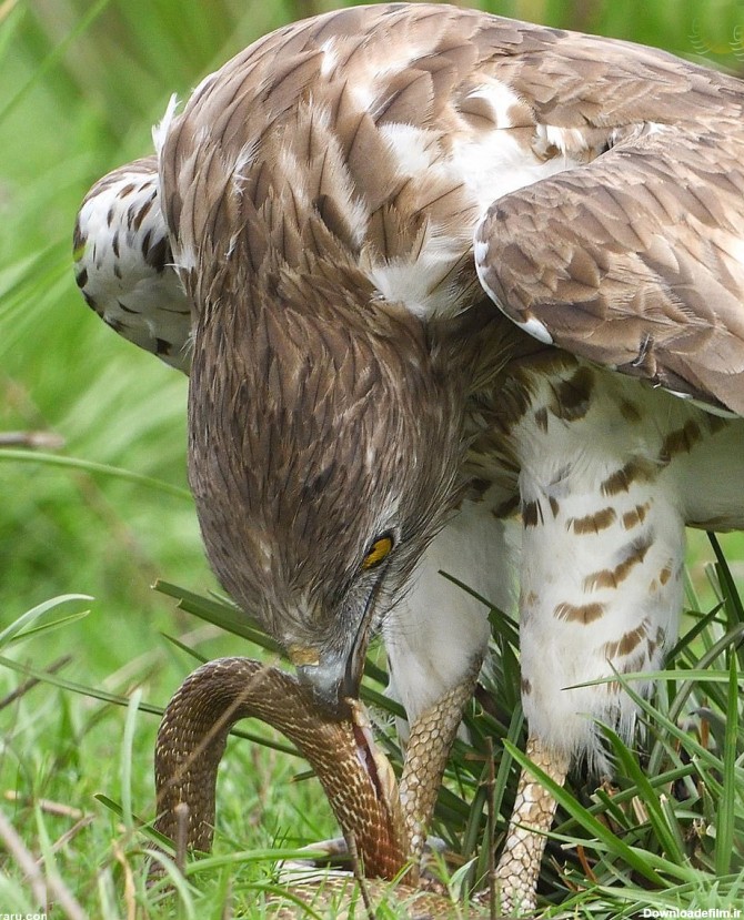 مبارزه‌ مرگبار عقاب با یک مار کبری سمی (عکس)