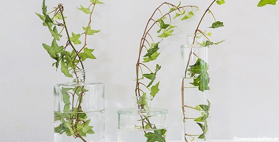 تصویر شاخه گل پیچک در گلدان شیشه ای | فری پیک ایرانی | پیک ...