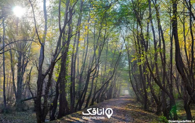 پارک جنگلی نور و مسیر پیاده روی که با برگ درختان در فصل پاییز پوشیده شده