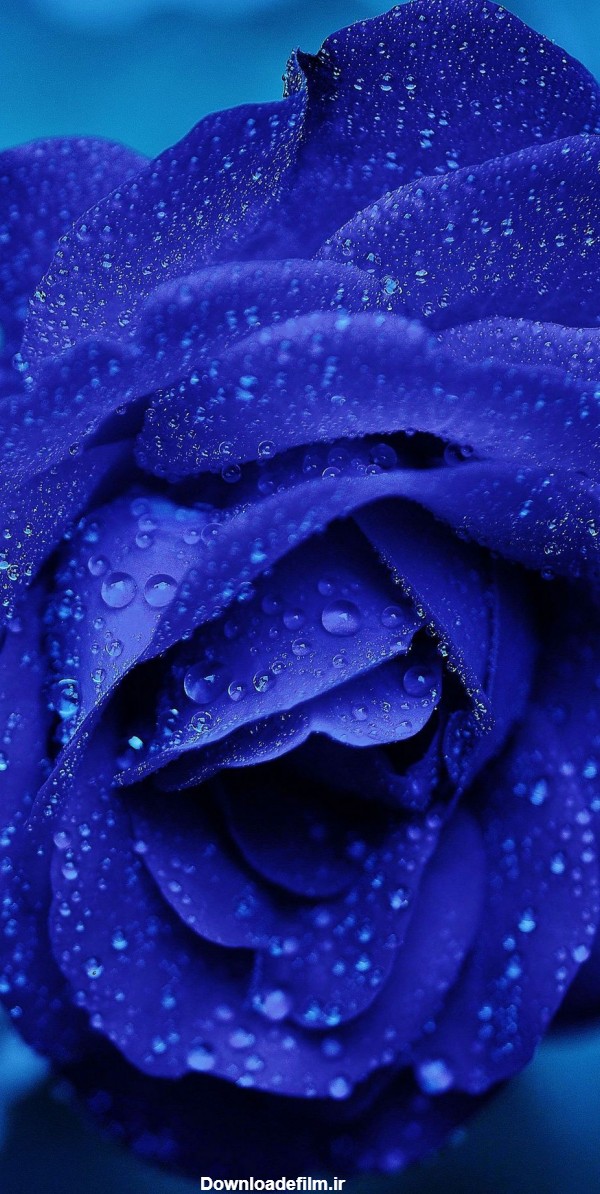 عکس گل رز آبی برای پس زمینه گوشی - والپیپر و بک گراند