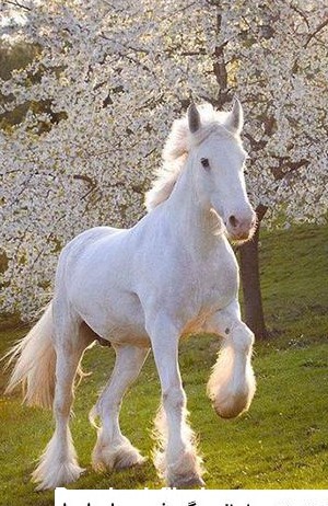 عکس سفید اسب