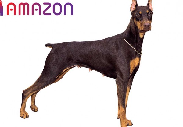 سگ نژاد دوبرمن - آشنای با نژاد دوبرمن - Doberman dog familiar