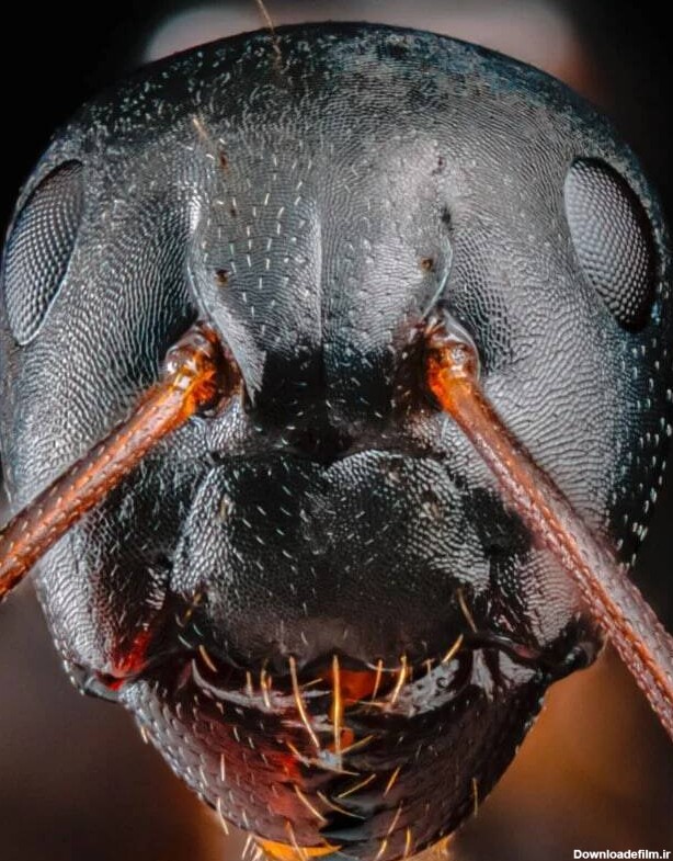 عکس نزدیک مورچه