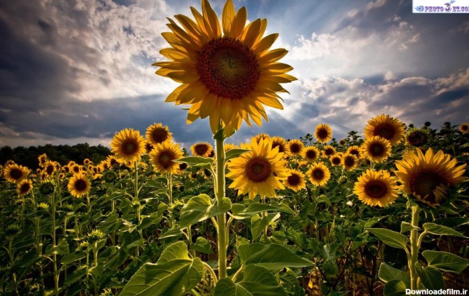 Index of /photo3et/sunflower/large