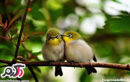 عکس هایی از پرنده های زیبا و خوش رنگ