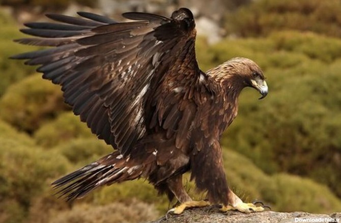 فرارو | (عکس) عقاب طلایی نادر‌ترین گونه عقاب در ایران