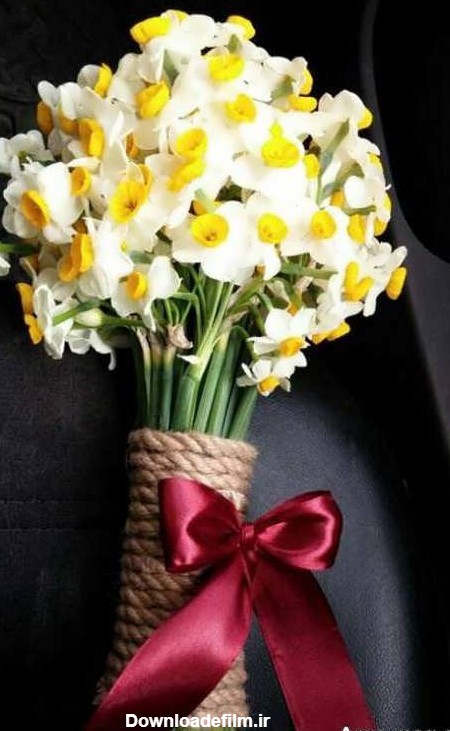 تصویر گل نرگس زیبا