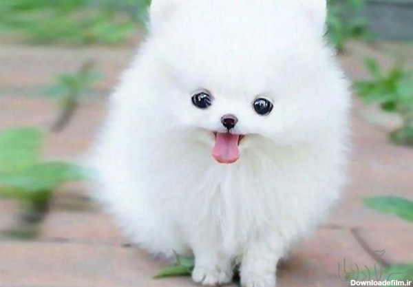 عکس سگ پشمالو سفید پاکوتاه