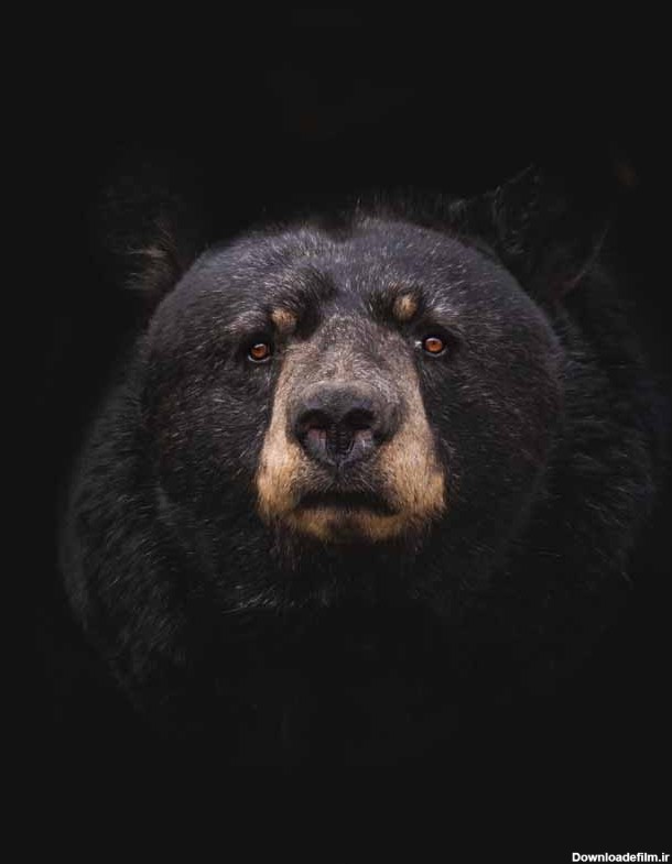 دانلود عکس خرس سیاه