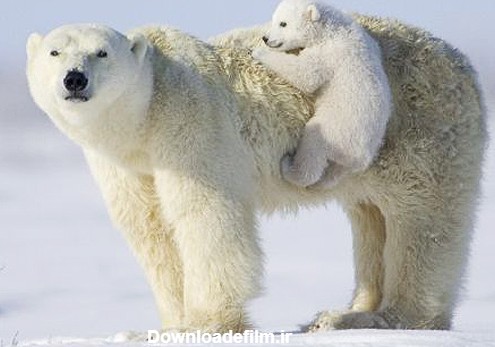 زندگی غم انگیز خرس های قطبی +عکس - مشرق نیوز