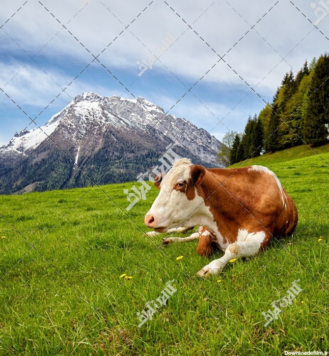 عکس گاو در مزرعه