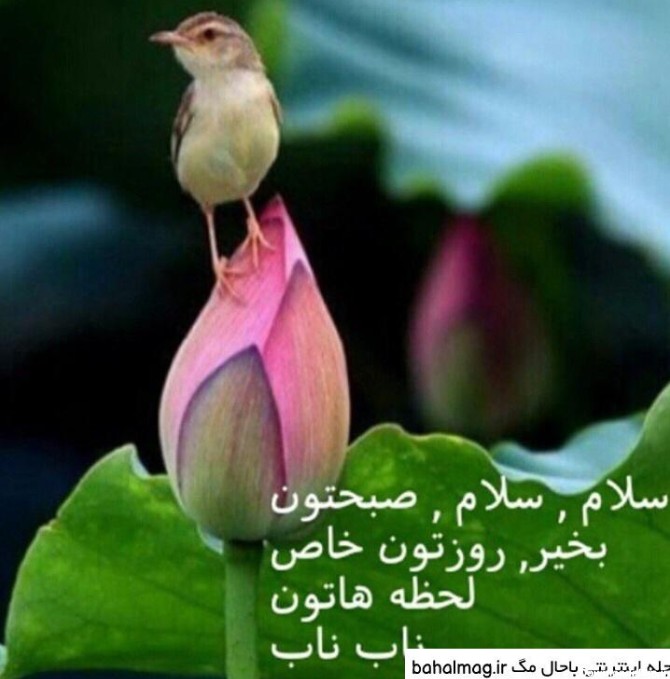 عکس نوشته صبح بخیر بهاری