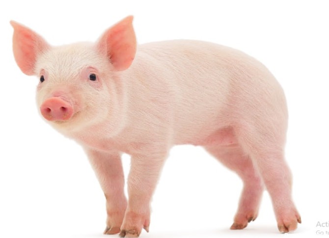10 عکس خوک واقعی و کارتونی⭐دانلود عکس های با کیفیت خوک