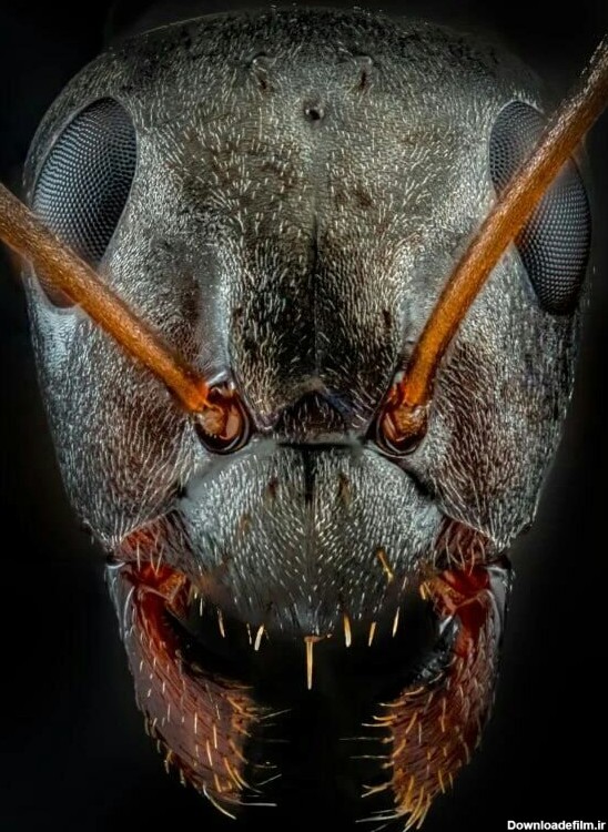 صورت مورچه زیر میکروسکوپ!