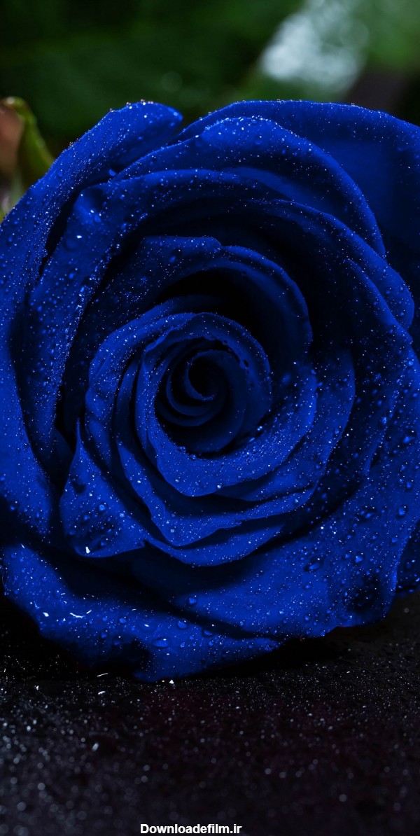 عکس گل رز آبی برای بک گراند موبایل - والپیپر و بک گراند