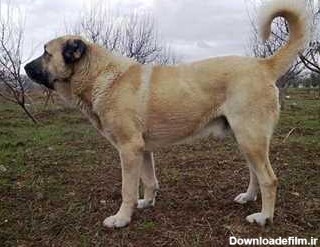 سگ سرابی درشت هیکل - خدمات دام و حیوانات خانگی