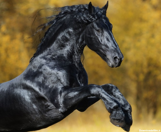 زیباترین اسب جهان؛ این اسب از افسانه ها آمده است/عکس