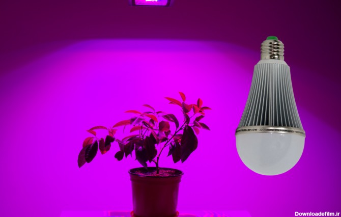 لامپ رشد گیاه چیست؟ چگونه نصب و استفاده می شود؟ راهنمای خرید درست ...