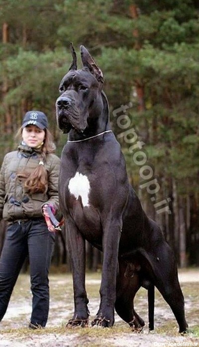 عکس سگ بسیار بزرگ
