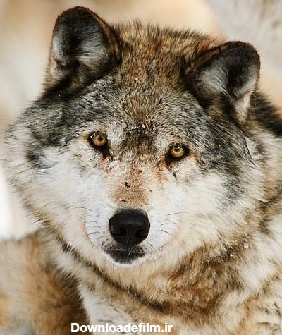تصاویر زیبا از گرگ ها