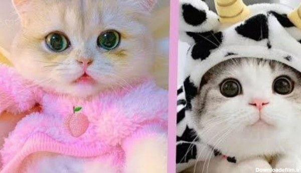 بچه گربه های ناز کیوت - حیوانات خانگی