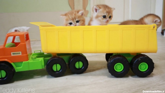 بازی بچه گربه های خوشگل و بامزه با ماشین اسباب بازی