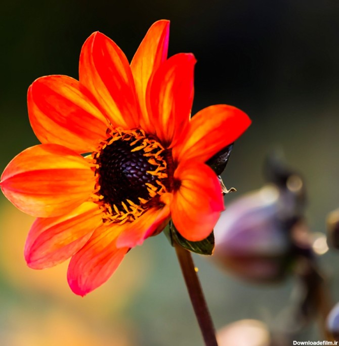 عکس پس زمینه گل زیبا با کیفیت بالا | image 4k free Beautiful ...