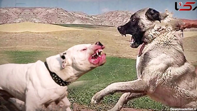 فیلم جدال حیرت انگیز سگ سرابی ایرانی با سگ داگو آرژانتینو !