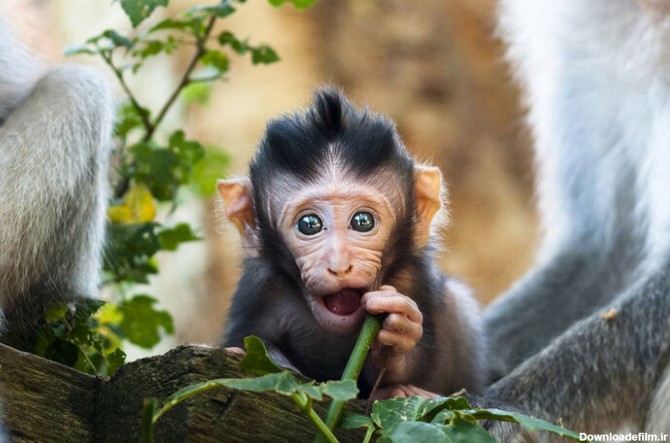 کیف‌قاپی توسط یک میمون در حیات وحش/ عکس - خبرآنلاین