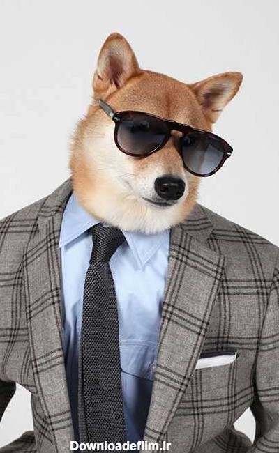عکس سگ مدلینگ لباس مردانه با درآمد میلیونی - مجله تصویر زندگی