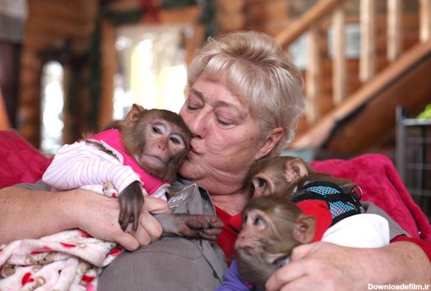 این خانم میمون ها را مثل بچه هایش تربیت می کند! (+عکس)