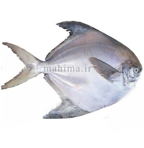 ماهی حلوا سفید - ماهیما