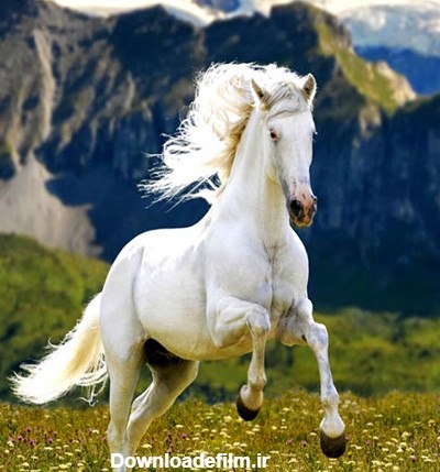 مجموعه عکس اسب زیباترین (جدید)
