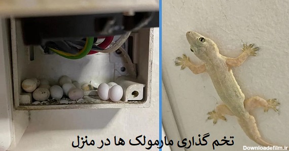 عکس بچه مارمولک