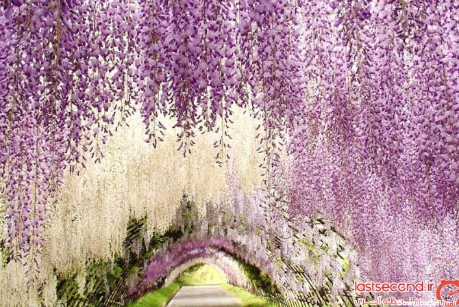 بهشت از جنس گل ارغوان در تونل ویستریای ژاپن | لست‌سکند