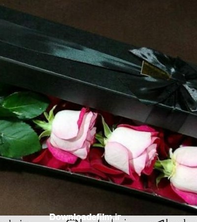باکس گل رز لب صورتی 3 شاخه | شیرازکادول : فروش کادو و گل در شیراز