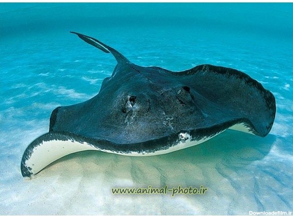 Index of /image/manta-ray/large-picture