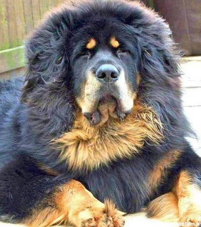 بزرگ ترین سگ دنیا از چه نژادی است؟ عکس های بیشتر از بزرگ ترین سگ ...