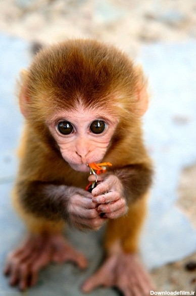 تصاویری از دنیای میمون‌ها | خبرگزاری فارس