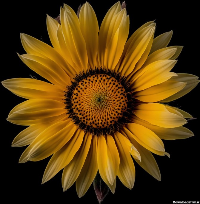 عکس 8k گل آفتابگردان زیبا با کیفیت بالا | image 8k flowers ...