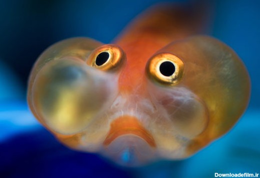 ماهی قرمز چشم پفی بامزه! +عکس