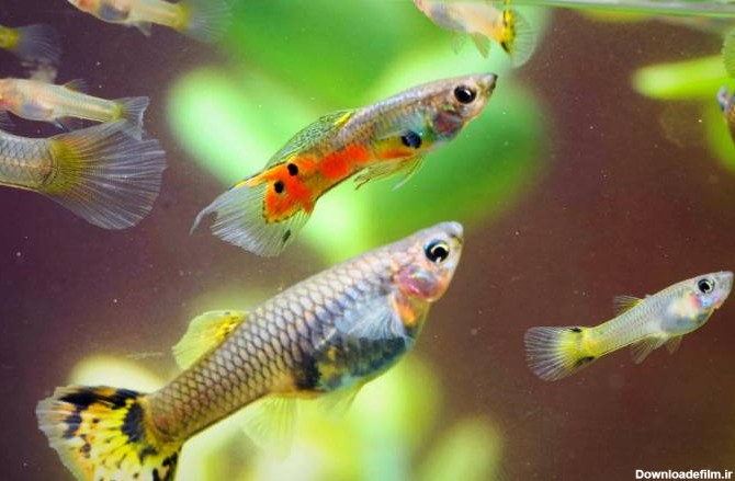 روش و علائم تشخیص بارداری ماهی + تفاوت ماهی نر و ماده